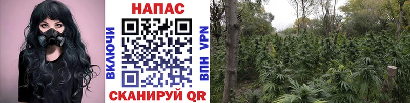 Каннабис планчик Павловск